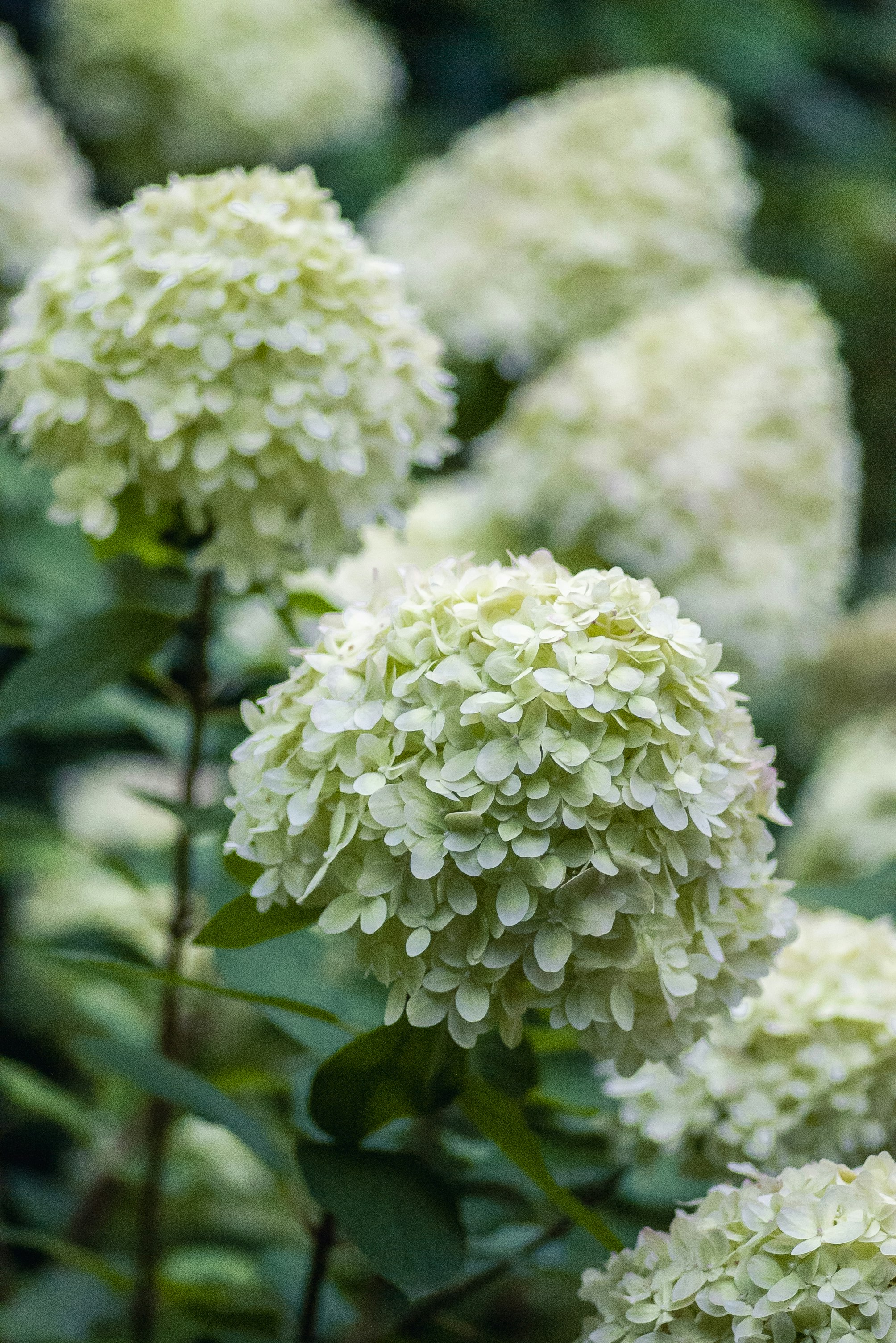 white flowers in tilt shift lens